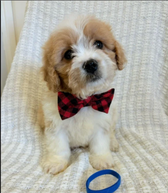 Cavapoo puppies for sale in Pendeford, West Midlands.