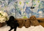 F1 Cockapoo Puppies for sale in Wrangway, Somerset.