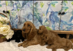 F1 Cockapoo Puppies for sale in Wrangway, Somerset.