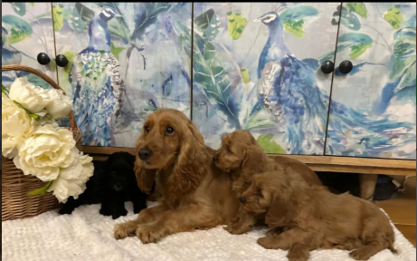 Exceptional-F1-Cockapoo-Puppies-for-sale-in-Wrangway-Somerset.-2