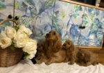 F1 Cockapoo Puppies for sale in Wrangway, Somerset.