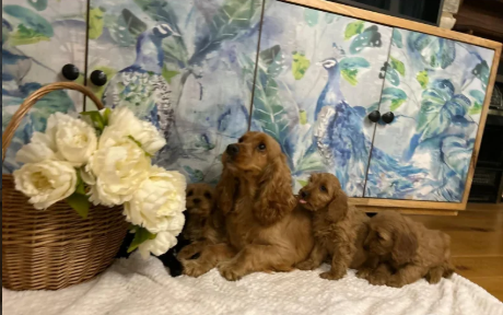 F1 Cockapoo Puppies for sale in Wrangway, Somerset.