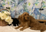 F1 Cockapoo Puppies for sale in Wrangway, Somerset.