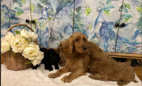 F1 Cockapoo Puppies for sale in Wrangway, Somerset.