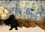 F1 Cockapoo Puppies for sale in Wrangway, Somerset.