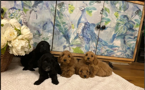 F1 Cockapoo Puppies for sale in Wrangway, Somerset.