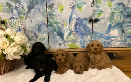 F1 Cockapoo Puppies for sale in Wrangway, Somerset.