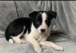 Gorgeous Border Collie puppies for sale in Betws-yn-Rhos, Clwyd.