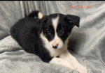 Gorgeous Border Collie puppies for sale in Betws-yn-Rhos, Clwyd.