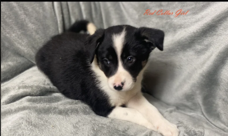 Gorgeous-Border-Collie-puppies-for-sale-in-Betws-yn-Rhos-Clwyd.-2