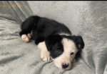 Gorgeous Border Collie puppies for sale in Betws-yn-Rhos, Clwyd.