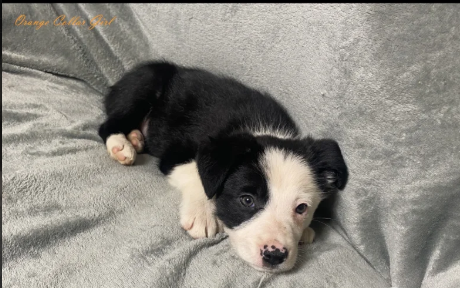 Gorgeous Border Collie puppies for sale in Betws-yn-Rhos, Clwyd.