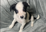 Gorgeous Border Collie puppies for sale in Betws-yn-Rhos, Clwyd.