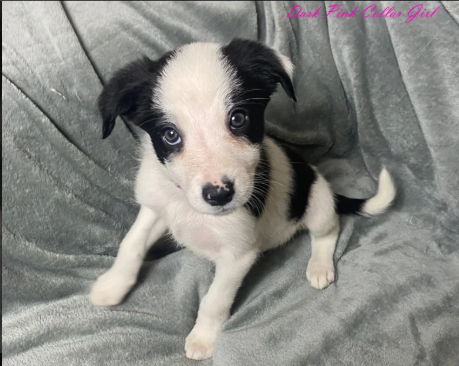 Gorgeous Border Collie puppies for sale in Betws-yn-Rhos, Clwyd.