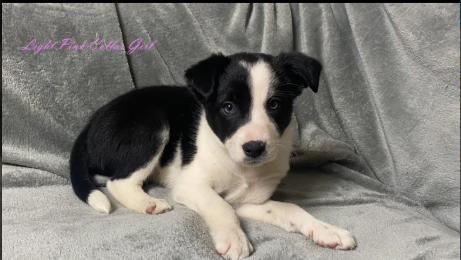 Gorgeous Border Collie puppies for sale in Betws-yn-Rhos, Clwyd.