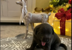 Kc Silver ; Charcoal Labrador puppies for in Atherstone, Warwickshire.