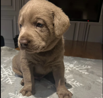 Kc-Silver-Charcoal-Labrador-puppies-for-in-Atherstone-Warwickshire.-2