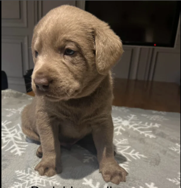 Kc Silver ; Charcoal Labrador puppies for in Atherstone, Warwickshire.