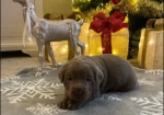 Kc Silver ; Charcoal Labrador puppies for in Atherstone, Warwickshire.