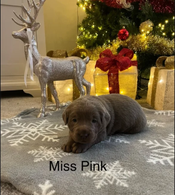 Kc Silver ; Charcoal Labrador puppies for in Atherstone, Warwickshire.