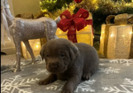 Kc Silver ; Charcoal Labrador puppies for in Atherstone, Warwickshire.