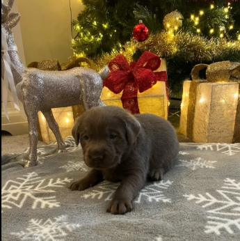 Kc Silver ; Charcoal Labrador puppies for in Atherstone, Warwickshire.