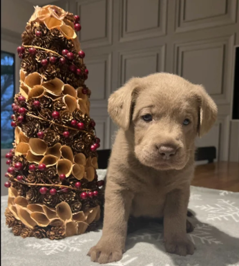 Kc Silver ; Charcoal Labrador puppies for in Atherstone, Warwickshire.