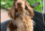 Show Type Cocker Spaniel puppies for sale in Darwen, Lancashire.