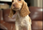 Show Type Cocker Spaniel puppies for sale in Darwen, Lancashire.