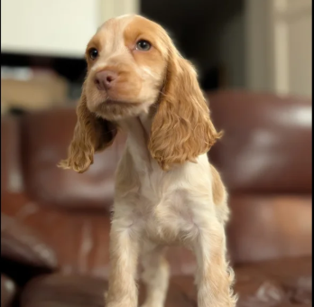 Show-Type-Cocker-Spaniel-puppies-for-sale-in-Darwen-Lancashire.-2
