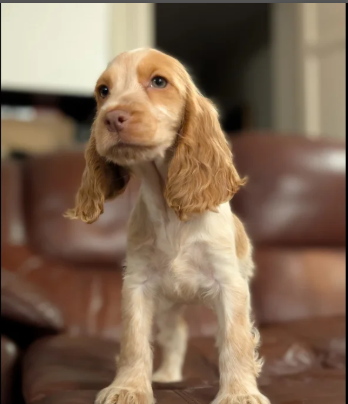 Show Type Cocker Spaniel puppies for sale in Darwen, Lancashire.