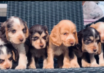 Show Type Cocker Spaniel puppies for sale in Darwen, Lancashire.