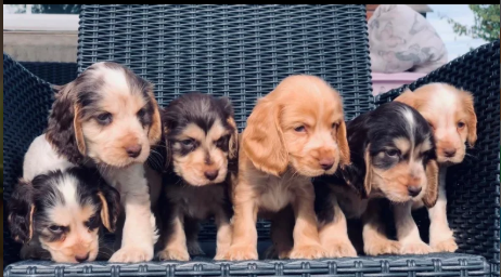 Show Type Cocker Spaniel puppies for sale in Darwen, Lancashire.