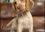Show Type Cocker Spaniel puppies for sale in Darwen, Lancashire.