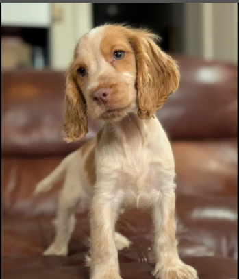Show Type Cocker Spaniel puppies for sale in Darwen, Lancashire.