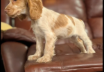Show Type Cocker Spaniel puppies for sale in Darwen, Lancashire.