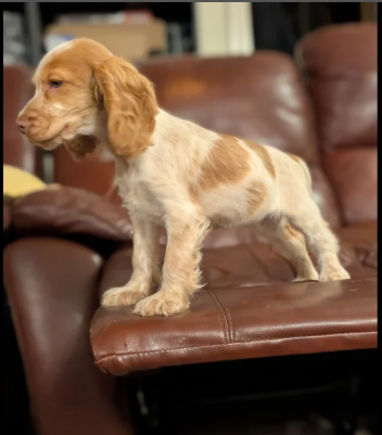 Show Type Cocker Spaniel puppies for sale in Darwen, Lancashire.