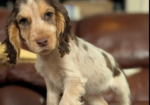 Show Type Cocker Spaniel puppies for sale in Darwen, Lancashire.