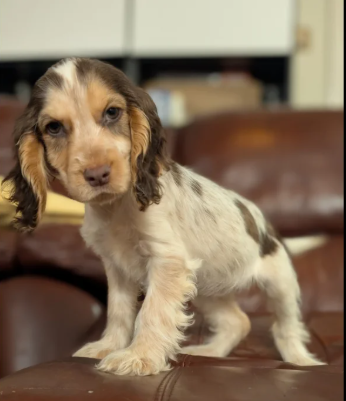 Show Type Cocker Spaniel puppies for sale in Darwen, Lancashire.