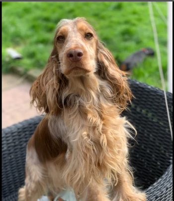 Show Type Cocker Spaniel puppies for sale in Darwen, Lancashire.