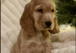 Standard Cocker Spaniel puppies for sale in Redcar, North Yorkshire.