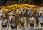 Standard Cocker Spaniel puppies for sale in Redcar, North Yorkshire.