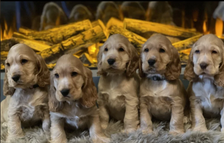 Standard-Cocker-Spaniel-puppies-for-sale-in-Redcar-North-Yorkshire.-2