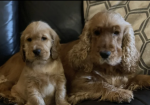 Standard Cocker Spaniel puppies for sale in Redcar, North Yorkshire.