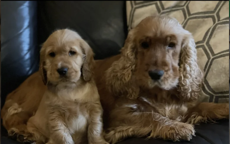 Standard Cocker Spaniel puppies for sale in Redcar, North Yorkshire.