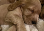 Standard Cocker Spaniel puppies for sale in Redcar, North Yorkshire.