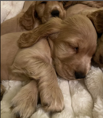 Standard Cocker Spaniel puppies for sale in Redcar, North Yorkshire.