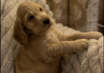 Standard Cocker Spaniel puppies for sale in Redcar, North Yorkshire.