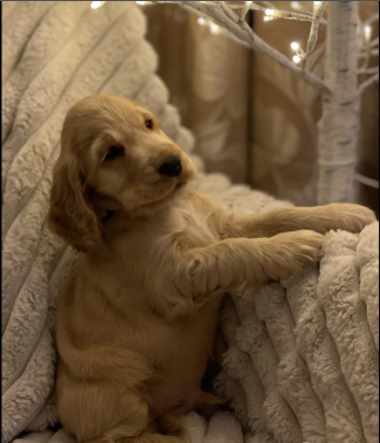 Standard Cocker Spaniel puppies for sale in Redcar, North Yorkshire.