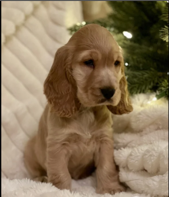 Standard Cocker Spaniel puppies for sale in Redcar, North Yorkshire.